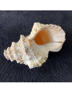 Caracola 23 cm