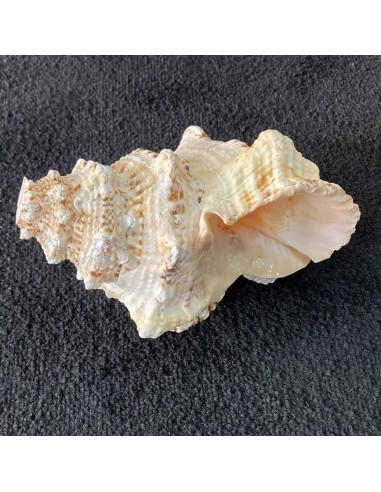 Caracola 23 cm