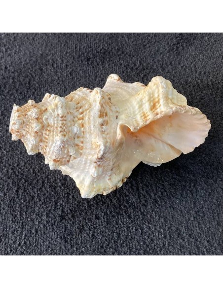 Caracola 23 cm